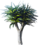 Aloes Bainesa